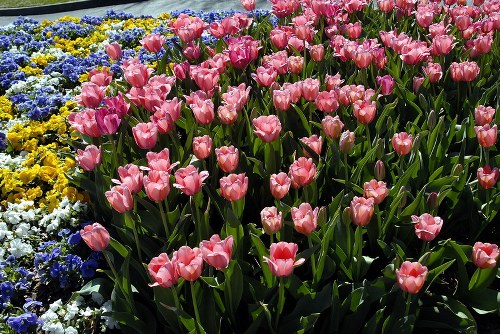 A vibrant bouquet of assorted fresh flowers
