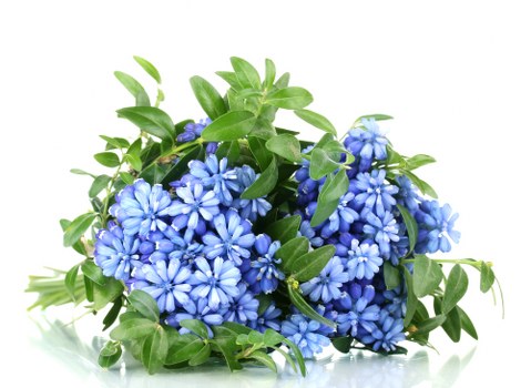 Beautiful bouquet of mixed flowers arranged elegantly