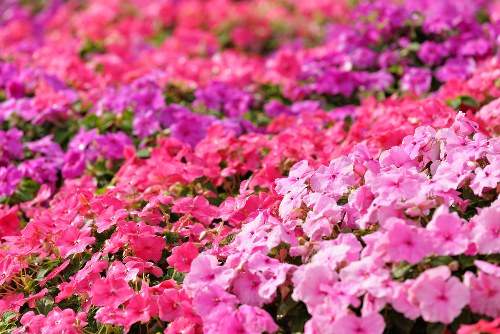 Eco-friendly flower packaging materials
