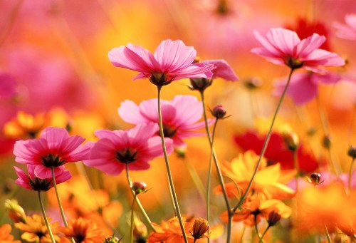 Elegant floral arrangements for special occasions
