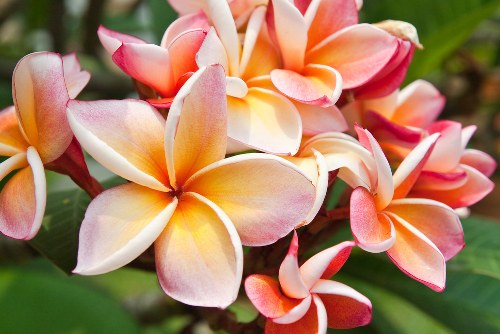 Variety of flower arrangements available for delivery