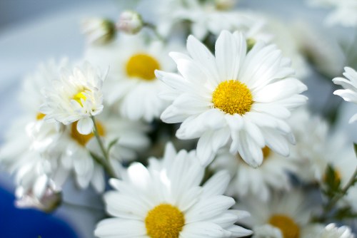 Local florist arranging a beautiful flower bouquet
