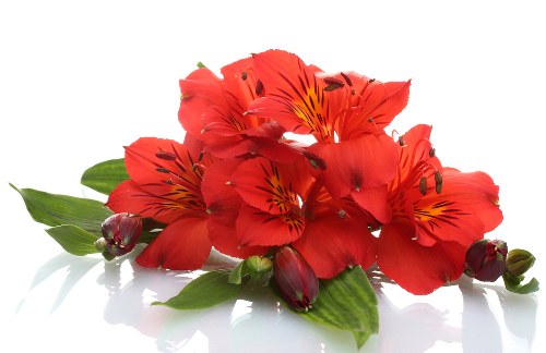 Floral arrangements for different occasions