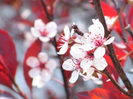 Customized floral designs for special occasions