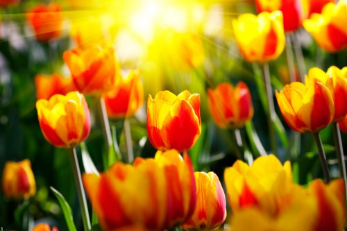 Eco-friendly flower packaging used in Worksop