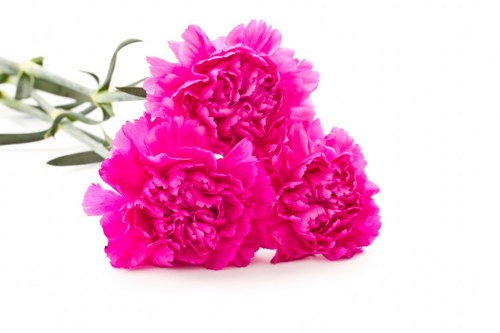 Ordering flowers online for Heathrow delivery made easy