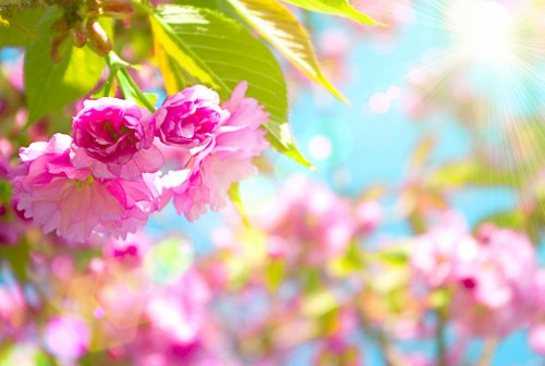 Petals 'n' Stems florist store in Billingshurst
