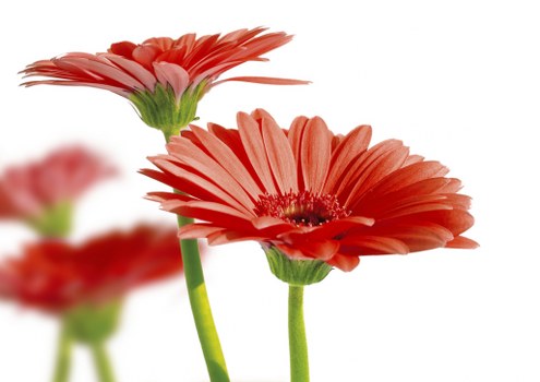 Same-day flower delivery service in action