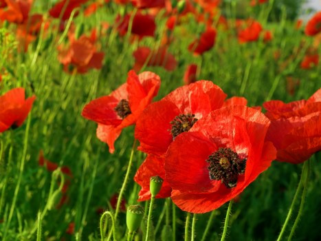 Variety of seasonal flowers available for delivery