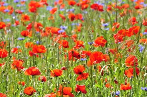 Eco-friendly flower packaging with sustainable materials