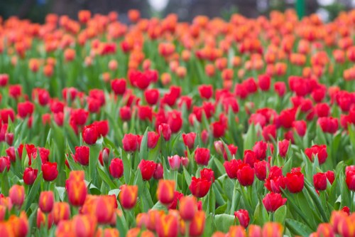 Eco-friendly packaging for flower deliveries in Arnold