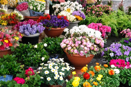 Florist arranging fresh flowers in Kilburn