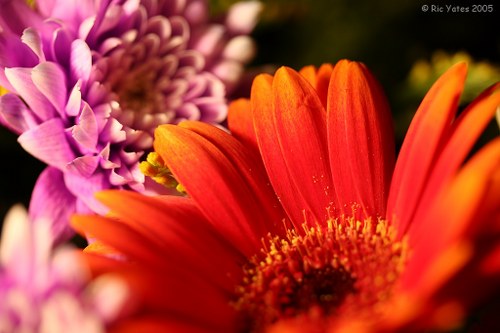 Variety of flowers available for delivery in Windermere