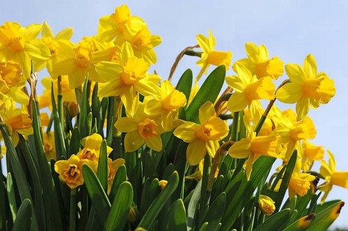 Seasonal flowers arranged elegantly